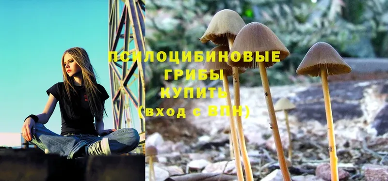 Псилоцибиновые грибы Cubensis  наркота  ОМГ ОМГ ссылка  Карабаново 